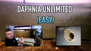 How I Raise Daphnia Water Fleas And You Can Too [upl. by Delly]