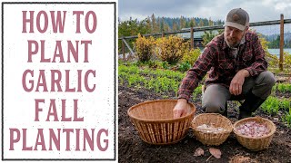 How to Plant Garlic Fall Garlic Planting [upl. by Nylidam]