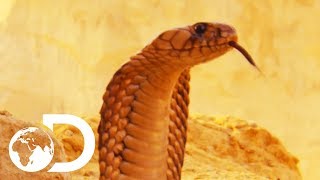 The Most Deadly Snake Of The Egyptian Desert  Wildest Middle East [upl. by Niuqram]