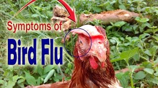 H5N1 Bird Flu Symptoms amp Testing [upl. by Guss]