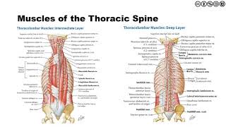 Thoracic Spine  Anatomy Biomechanics Kinesiology [upl. by Zeugirdor]