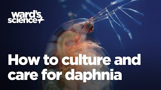 Caring and Culturing for Daphnia [upl. by Airlie]