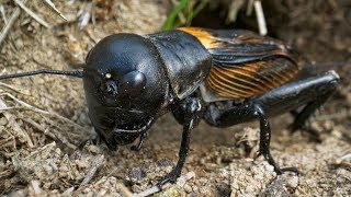 European field cricket Gryllus campestris at the burrow [upl. by Mellicent]