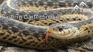 The Eastern Garter Snake Everything You Need To Know [upl. by Clarence846]