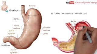 ESTOMAC  ANATOMIE ET PHYSIOLOGIE DIGESTION [upl. by Barstow535]