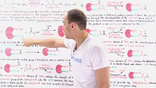 Fatty Acid Synthesis [upl. by Ihcego]