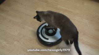 Cat shows HOW TO use iRobot Roomba Vacuum [upl. by Wardieu]