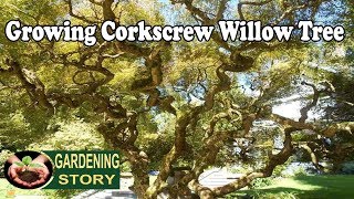 How To Grow A Corkscrew Willow Tree [upl. by Alabaster895]