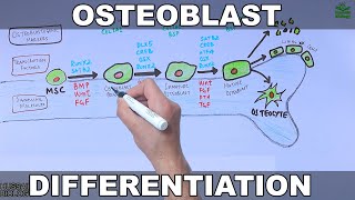 Exercise for Osteoporosis Osteopenia amp Strong Bones [upl. by Rosabella]