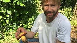 Identifying Suillellus luridus the Lurid Bolete [upl. by Phelips]