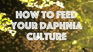 How To Feed Your Daphnia Culture [upl. by Rossie]