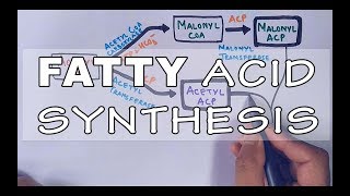 Fatty Acid Biosynthesis  Part II [upl. by Ladnyc]