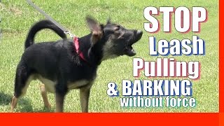 How to Train your Dog to Stop Pulling on Leash Without Force and Without Treats Zeus the GSD [upl. by Adnimra587]