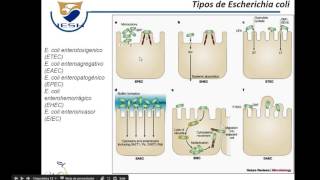 Fisiopatologia de la Diarrea [upl. by Ardnosac795]