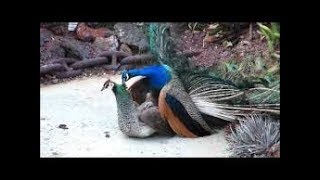 Peacock Mating  Reproduction in Peacock  Mating of Peacock [upl. by Odlanor942]