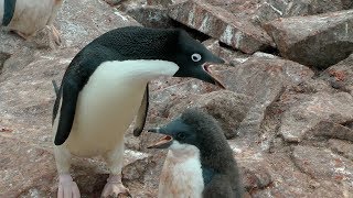 Adélie Penguins Paulet Island Antarctica [upl. by Joseito]