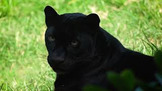 Pantera negra y leopardo en BIOPARC Valencia [upl. by Airetak]