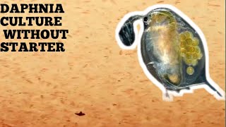 HOW TO CULTURE DAPHNIA NATURALLY WITHOUT A STARTER [upl. by Michella115]