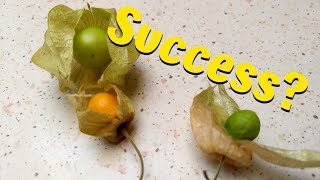 Growing Physalis Ground Cherry Cape Gooseberry From Seed [upl. by Winson]