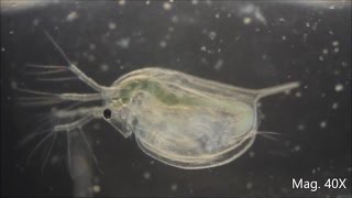 Daphnia magna under the Microscope [upl. by Repsac177]