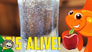 How to culture Vinegar Eels The EASY Way Live Fish Food [upl. by Sefton]