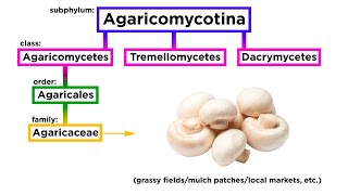 Agaricales Part 1 Agaricaceae [upl. by Sonnie]