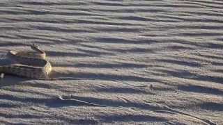 Sidewinder rattlesnake sidewinding across dune [upl. by Etnuahs186]