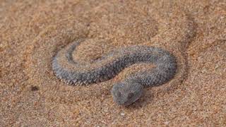 The sand viper Cerastes vipera in southern Morocco [upl. by Penrod503]