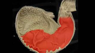 The Equine Stomach by Royal Veterinary College veteologywmv [upl. by Coshow]