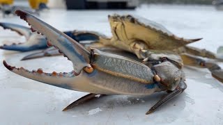 Crabe bleu  invasion biologique en Méditerranée [upl. by Viradis]