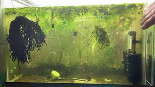 Scuds Daphnia Cherry Shrimp Copepods My aquatic food culture [upl. by Jannelle723]