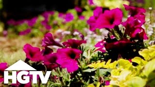 How to Plant Petunias  Gardening Tips  HGTV [upl. by Godewyn]