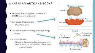 What Is an Autoantibody [upl. by Zonda]