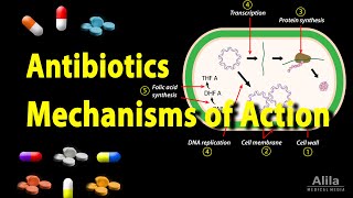 Antibiotics  Mechanisms of Action Animation [upl. by Ainnat]