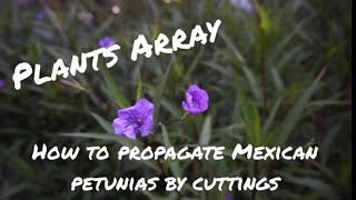 How To Propagate Mexican Petunias By Cuttings [upl. by Anomis]