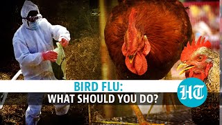 Bird Flu Symptoms H5N1 Avian influenza in poultry POULTRY DISEASES Aviäre Influenza [upl. by Madancy]