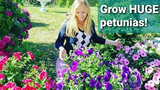 How to grow HUGE petunias [upl. by Nagy]