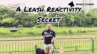 Leash Reactivity Secret [upl. by Eisso]