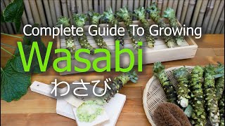 How To Grow Wasabi  Seeds  Seedlings  Harvest  Propagate [upl. by Nedrob]