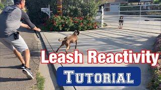 Watch a leash reactivity sessionno treats or shocks [upl. by Winola]