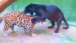 Como nacen las panteras negras  epic wild animal battles [upl. by Odnalro]