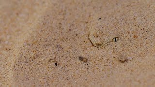 Eyes in the sand — Sahara sand viper [upl. by Thorrlow]