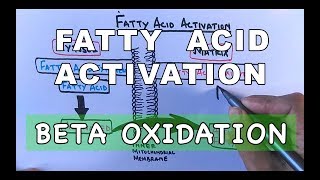 Fatty Acid Activation  Beta Oxidation Part I [upl. by Hanaj]