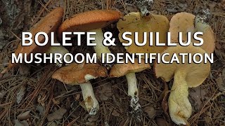 Bolete amp Suillus Mushroom Identification with Adam Haritan [upl. by Adiol]