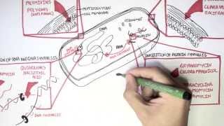 Microbiology  Antibiotics Mechanisms of Action [upl. by Llohcin]