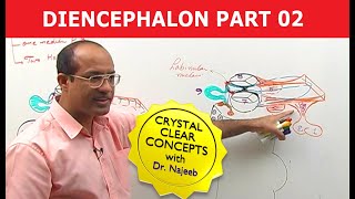 Diencephalon  Neuroanatomy  Part 22 [upl. by Crawley]