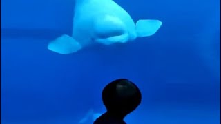 Watch Beluga Whale Comes To Say Hello [upl. by Enileme675]