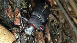 La vida de los escarabajos tenebrios Mealworm beetle [upl. by Nich925]