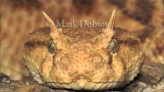 Arabian Horned Viper [upl. by Zilla]