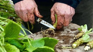 How To Grow Wasabi  Gardening Tips [upl. by Jobe392]